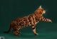 Bengal Cats for sale in Bedford, VA 24523, USA. price: NA