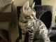 Bengal Cats for sale in Gilbertsville, KY, USA. price: NA