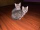 Bengal Cats for sale in Floral City, FL 34436, USA. price: NA