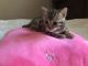 Bengal Cats for sale in Kentucky Oaks Dr, Las Vegas, NV 89117, USA. price: NA