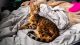 Bengal Cats for sale in Allendale Charter Twp, MI, USA. price: $700