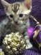 Bengal Cats for sale in Jackson, MS, USA. price: NA