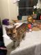 Bengal Cats for sale in Astoria, Queens, NY, USA. price: NA