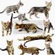 Bengal Cats for sale in Bend, OR 97701, USA. price: NA