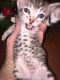 Bengal Cats for sale in Oil City, PA 16301, USA. price: NA