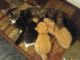 Bengal Cats for sale in Harrison, NY, USA. price: $125