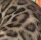 Bengal Cats for sale in Charleston, WV, USA. price: $1,500