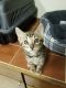 Bengal Cats for sale in Madison, WI, USA. price: $900