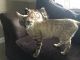 Bengal Cats for sale in Pittsburgh, PA, USA. price: $470