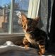 Bengal Cats for sale in Flushing, Queens, NY, USA. price: NA