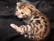Bengal Cats for sale in Valparaiso, IN 46385, USA. price: NA