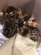 Bengal Cats for sale in Philadelphia, PA, USA. price: NA