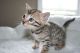 Bengal Cats for sale in Houston, TX, USA. price: NA