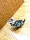 Bengal Cats for sale in Gulfport, MS, USA. price: $400