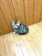Bengal Cats for sale in Gulfport, MS, USA. price: $500