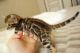 Bengal Cats for sale in Fresno, CA 93720, USA. price: $300