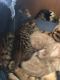 Bengal Cats for sale in Newcastle, CA 95658, USA. price: $1,500