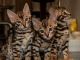 Bengal Cats for sale in Pasadena, TX, USA. price: NA