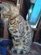 Bengal Cats for sale in Titusville, PA 16354, USA. price: NA