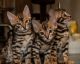 Bengal Cats for sale in Las Vegas, NV 89129, USA. price: $700