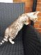 Bengal Cats for sale in Denver, CO 80229, USA. price: NA