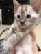 Bengal Cats for sale in Putnam County, NY, USA. price: NA