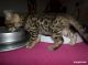Bengal Cats for sale in Phoenix, AZ 85048, USA. price: $500