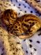 Bengal Cats for sale in Iron Mountain, MI, USA. price: NA