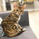 Bengal Cats for sale in Winston-Salem, NC, USA. price: NA