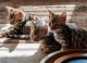 Bengal Cats for sale in Fresno, CA, USA. price: NA