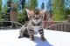 Bengal Cats for sale in Old Philadelphia Pike, Bethlehem, PA 18015, USA. price: NA