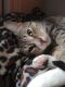 Bengal Cats for sale in Almont, MI 48003, USA. price: NA