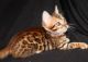 Bengal Cats for sale in Valparaiso, IN 46385, USA. price: $950