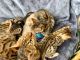 Bengal Cats for sale in Pondfield Rd, Bronxville, NY 10708, USA. price: NA