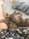 Bengal Cats for sale in Newcastle, CA 95658, USA. price: $800