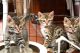 Bengal Cats for sale in Waco, TX, USA. price: $450