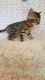 Bengal Cats for sale in NY-104, Sodus, NY, USA. price: $1,700