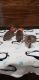 Bengal Cats for sale in Houston, TX, USA. price: $1,200