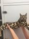 Bengal Cats for sale in East Berne, NY 12059, USA. price: NA
