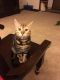 Bengal Cats for sale in Warrensburg, MO 64093, USA. price: NA