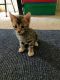 Bengal Cats for sale in Highland, CA, USA. price: NA
