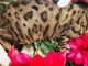 Bengal Cats for sale in Houma, LA, USA. price: NA