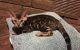 Bengal Cats for sale in Perris, CA, USA. price: $1,000