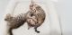 Bengal Cats for sale in Kansas City, MO, USA. price: NA