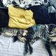 Bengal Cats for sale in New Caney, TX 77357, USA. price: NA
