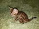 Bengal Cats for sale in Lynchburg, VA, USA. price: $1,200