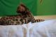 Bengal Cats for sale in Pine Hills, FL, USA. price: NA