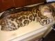 Bengal Cats for sale in Gadsden, AL, USA. price: $850