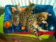 Bengal Cats for sale in Sacramento County, CA, USA. price: $900