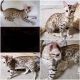 Bengal Cats for sale in Dundalk, MD, USA. price: $1,500